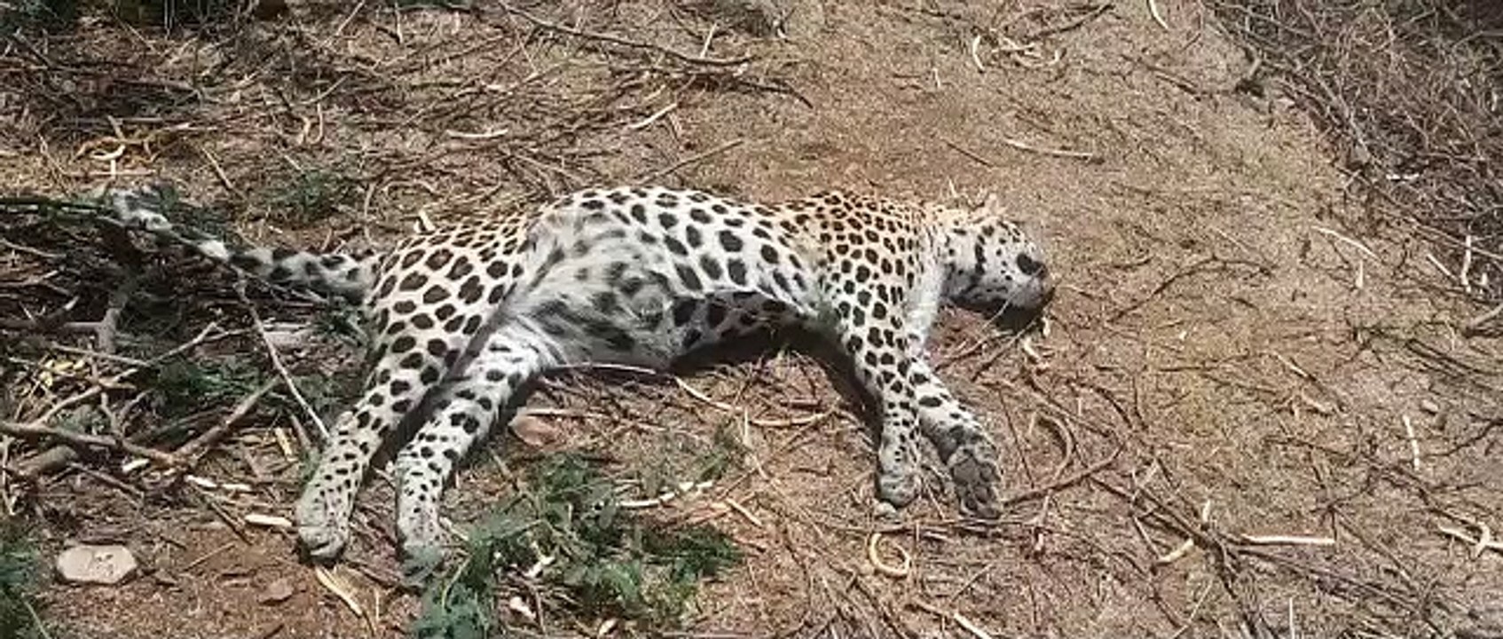 Video: साही के कांटे घुसने से मादा तेंदुआ और शावकों की मौत