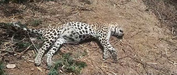 Video: साही के कांटे घुसने से मादा तेंदुआ और शावकों की मौत