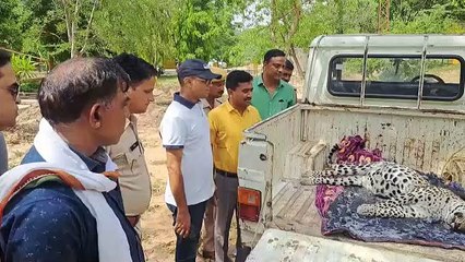 Video: साही के कांटे घुसने से मादा तेंदुआ और शावकों की मौत