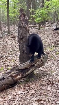 Black Bear Scratches Rump on Tree Stump