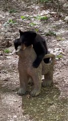 Bear Cub Gets Angry At His Bear Chair