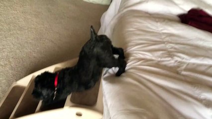 Routine du yoga du matin du chiot