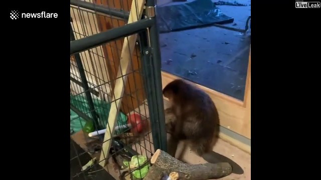 Ce bébé castor orphelin qu'ils ont recueilli construit des barrages partout dans la maison