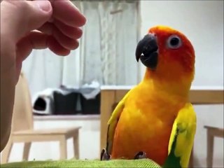 Ce perroquet a vite compris à quoi servait la main de son humain