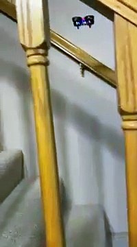 Ce chat est un tueur de drone... Efficace