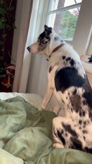 Dog Shakes and Growls at Empty Space