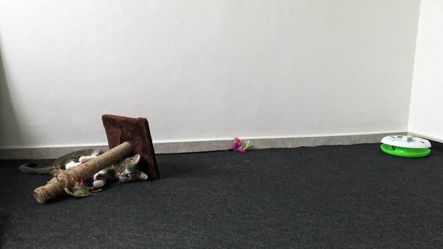 The Scratching Pole Is so much Fun for the Cat to Play with