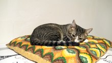 This Cat Is Very Quiet in the Evening