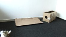 Mom, the Bird Hid in the Box