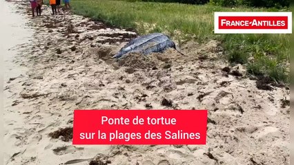 Une ponte de tortue aux Salines