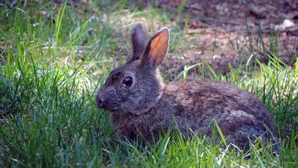 How Protecting Animals Can Save The Earth