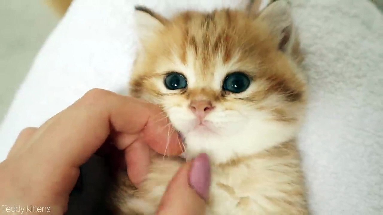 Cat with Big Eyes and her kittens  Meowing and purring