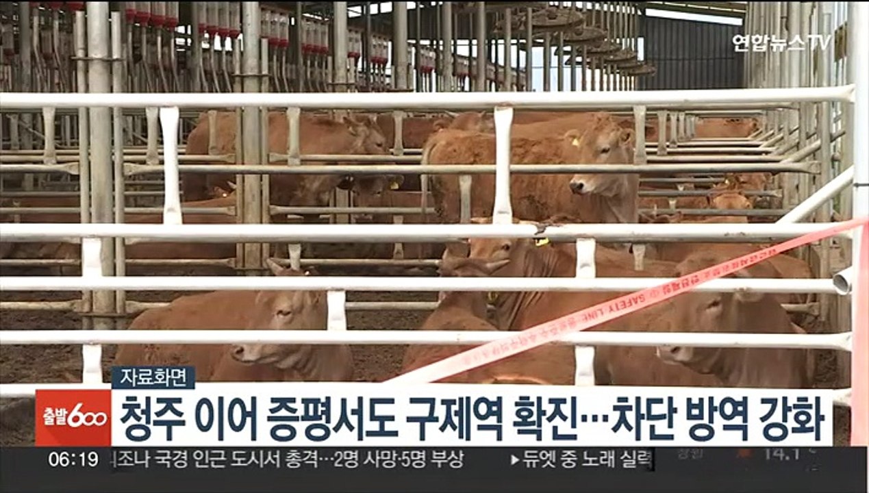 청주 이어 증평서도 구제역 확진…차단 방역 강화