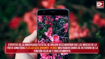 Los smartphones aceleran el proceso de envejecimiento