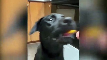 Videos graciosos de mascotas