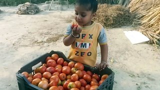#tomato  #jatashankarpandit New Video #cpr #bihar #kisan #vlog new video 2023