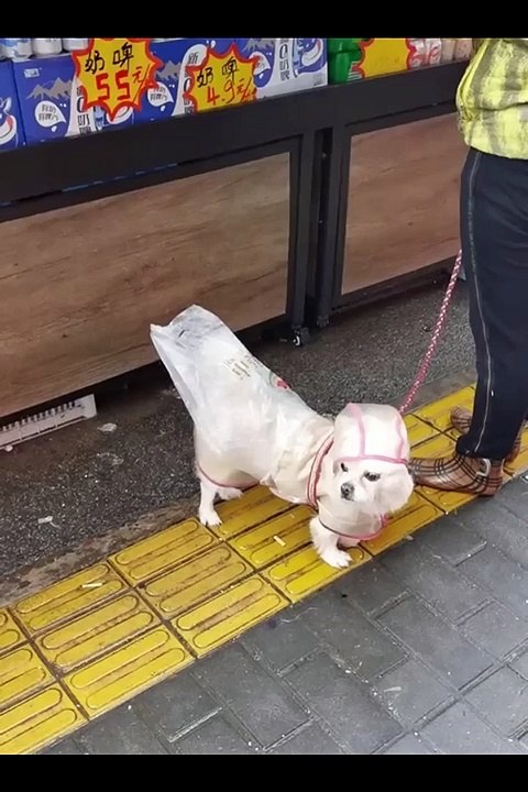 Funniest Animals Video - Best Cats  and Dogs Videos