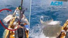 Massive shark attack caught on camera in Hawaii