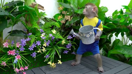 KiKi Monkey bathing in the toilet and plays so funny at the park with puppy - Humor Hub