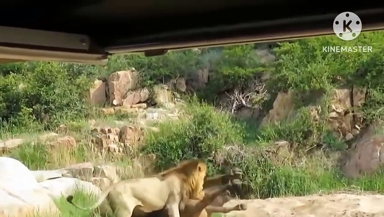 Tiger attack on wild buffaloes