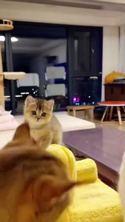 Funny cat -- funny dog -- Funniest Animal Videos