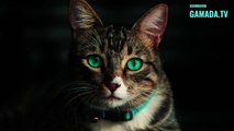 The Evolution of the Cat: From Hunters to Companions
