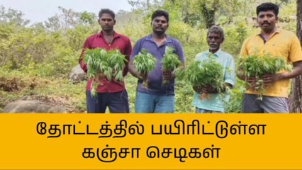 கள்ளக்குறிச்சி: தோட்டத்தில் கஞ்சா பயிரிட்ட விவசாயி அதிரடி கைது!