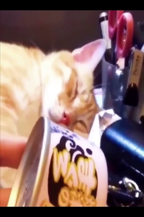 Funniest Animals Video - Best Cats  and Dogs Videos