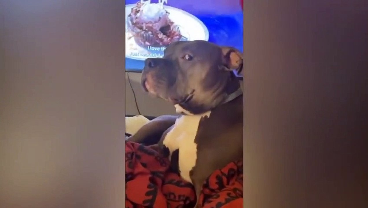 funny video