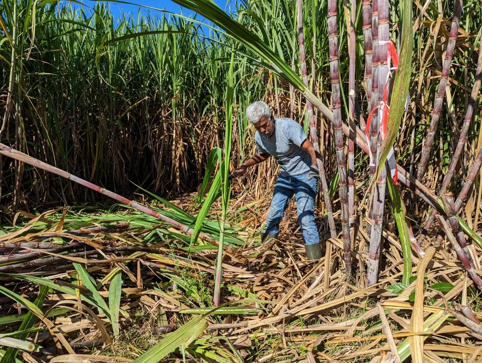 "J'ai refusé le RSA pour aller travailler" Jean-François, vainqueur du concours de coupeurs de cannes