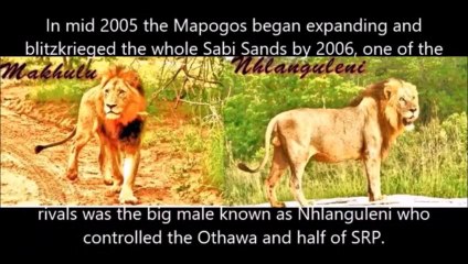 ⚡ Mapogo Lions: Boss Makhulu fatally injuring Gwarri Bush male Nhlanguleni