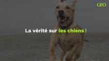 Pourquoi les chiens n'aiment pas certaines personnes ?