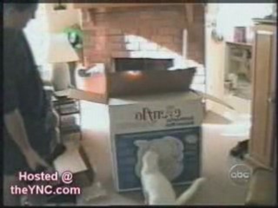 The Cats in Bitou Home