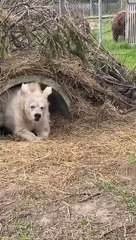 "Tal e qual eu". O acordar deste urso tornou-se meme e é já viral