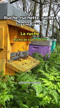 Ruche, ruchette, rucher, faites enfin la différence