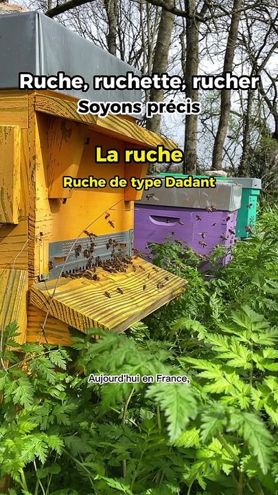 Ruche, ruchette, rucher, faites enfin la différence