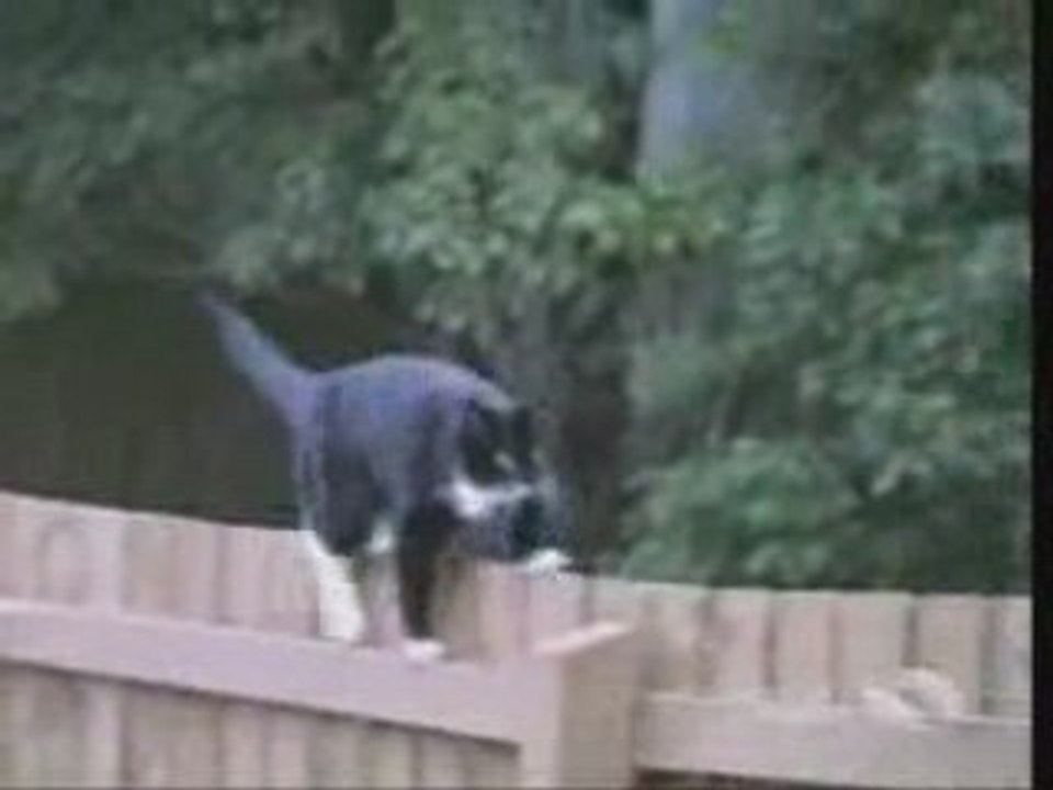 The Cats in Bitou Home 2