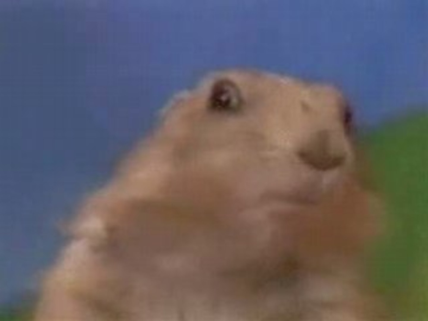 La Marmotte Psychopate Video Dailymotion