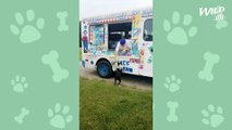 Dog Buys Ice Cream From Truck Every Day | Wild-ish TV