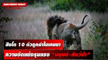 สิงโต 10 ตัวถูกฆ่าในเคนยา ความขัดแย้งรุนแรง “มนุษย์-สัตว์ป่า” | DAILYNEWSTODAY เดลินิวส์ 15/05/66