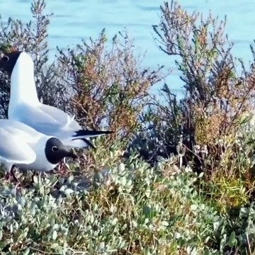 اگر آپ اداس بیٹھے ہو یہ ویڈیو ضرور دیکھیں