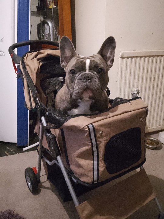 Disabled dog left dragging legs after his wheelchair vanishes video