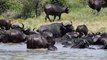 Buffalo in Water Animal