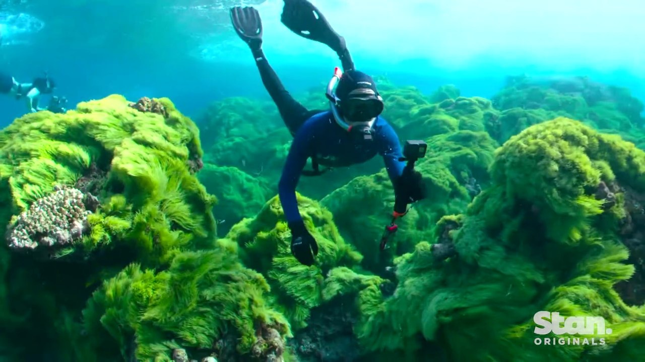 Revealed Reefshot