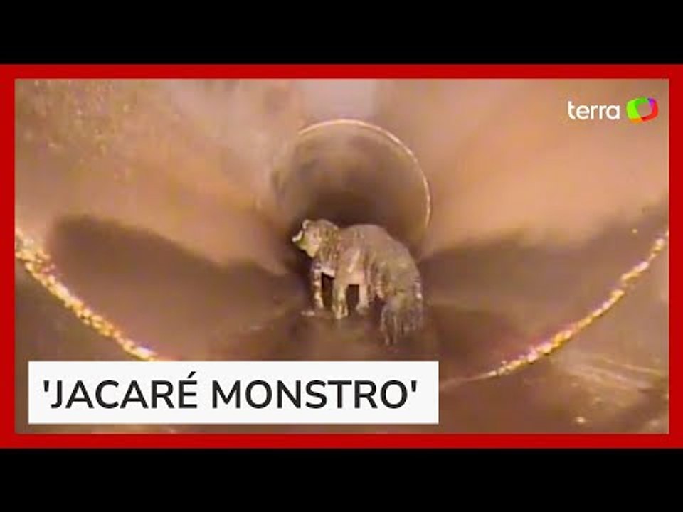 Jacaré de quase 2 metros é flagrado em tubulação nos EUA
