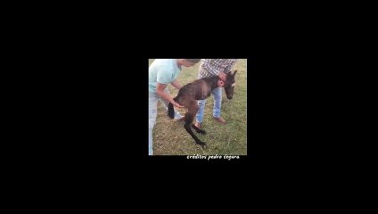 Caballo nace sin patas delanteras y causa ternura en redes sociales