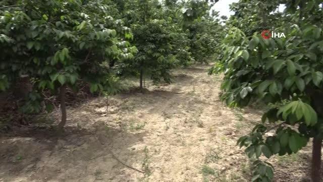 Adana'da hurma bahçesinde boğazı kesilmiş erkek cesedi bulundu