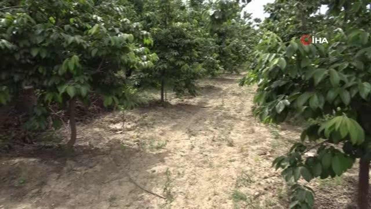 Adana'da hurma bahçesinde boğazı kesilmiş erkek cesedi bulundu