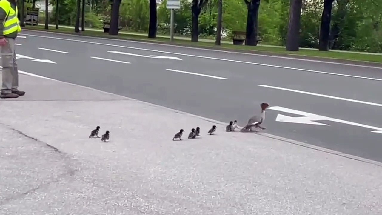 Küken watschelten durch Schwaz
