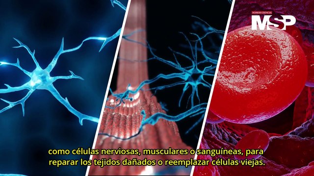 Células madre: ¿Cómo funcionan y por qué se les llama madre? - #EspecialMSP